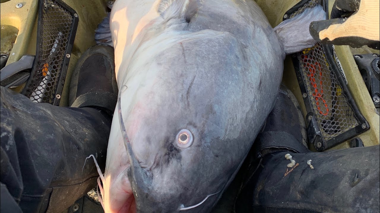 I'm Gonna Need A Bigger Boat!