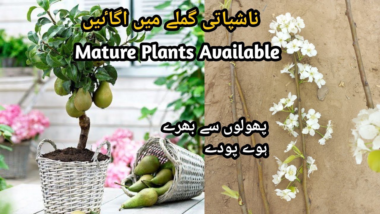 how To Grow Fruit Plants at Home in Pots | Prickly Pear | Nashpati | Nashpati Fruit |Rare Garden