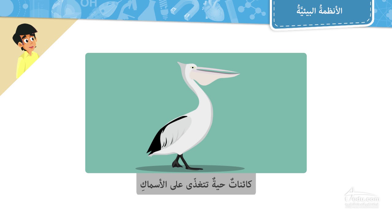 الأنظمة البيئية