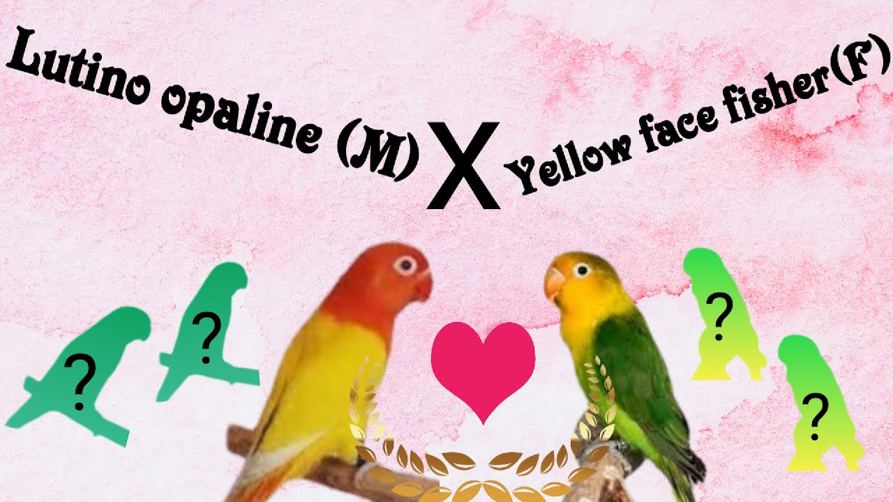 Lutino opaline x Yellow face fisher | lutino opaline breeding tips | Yellow face fisher breeding tip
