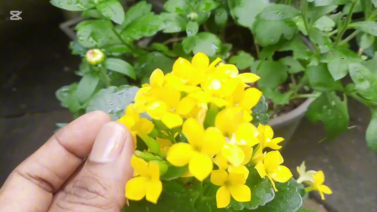 ටික දවසකට පස්සෙ මිදුලෙ පිපුණු  ලස්සන  මල් ටිකක් බලමු