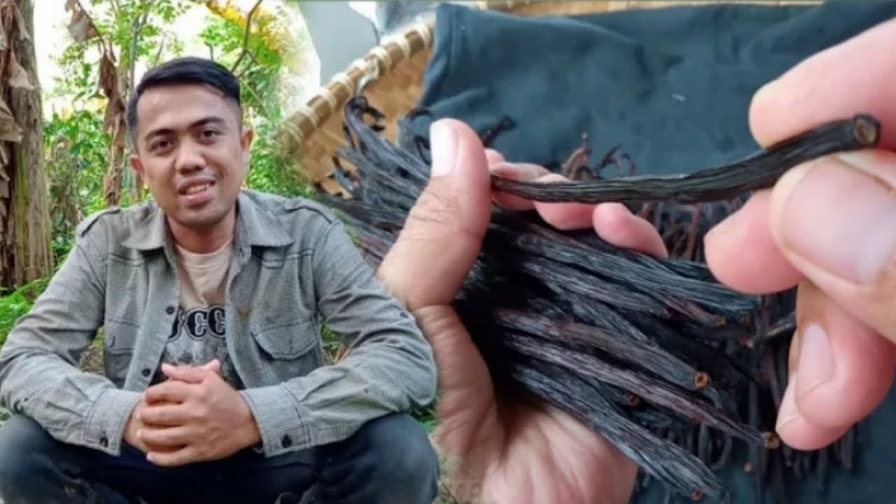 Cara mudah mengeringkan vanili