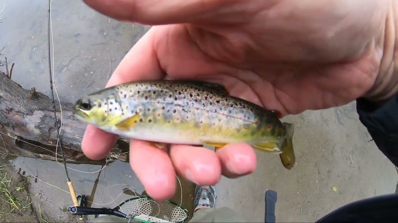 Brown Trout and Sea Trout on the River Greta North Lake District