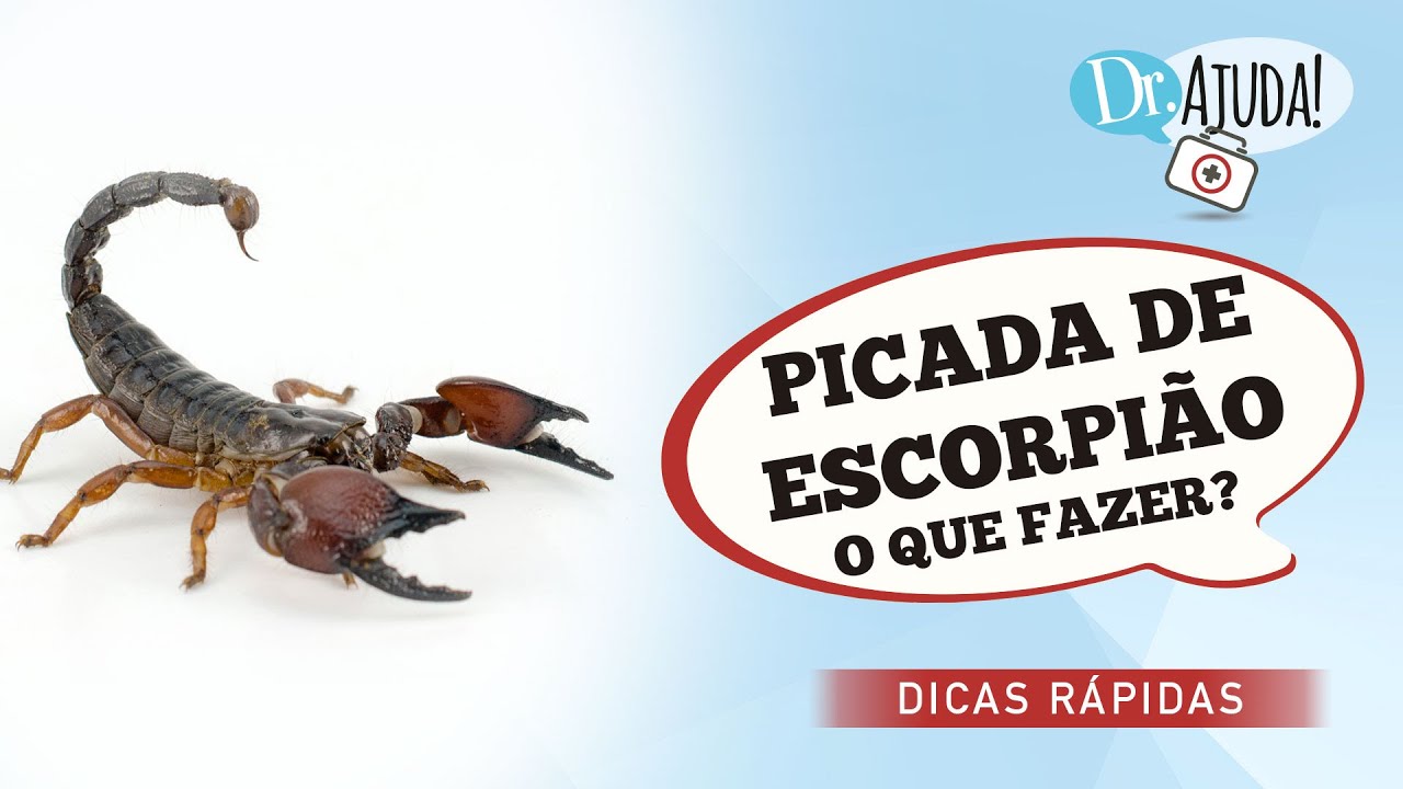 PICADA DE ESCORPI&Atilde;O &ndash; O QUE FAZER?