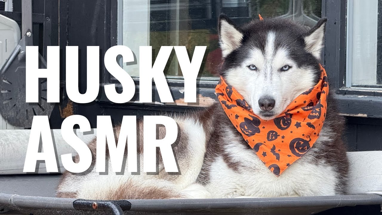 Super Calming Husky ASMR to Sleep or Study to! Over 1 Hour of Archer the Husky Sleeping in the Rain.