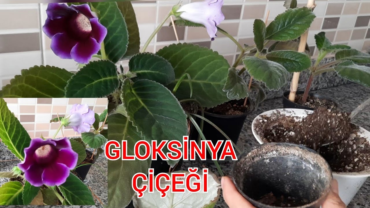 Bardak Menekşesi nasıl bakılır. Bardak Menekşe si yapraktan nasıl çoğaltılır. Menekşesi çiçeği.