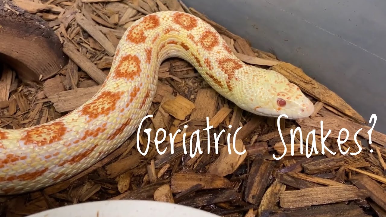 Our Oldest Snake?