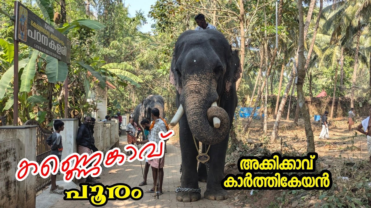 കണ്ണെങ്കാവ് പൂരം kannenkavu malappuram 