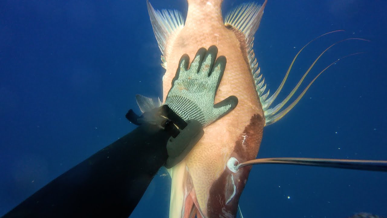 14 LB HOGFISH | MIDDLEGROUNDS SPEARFISHING 125'