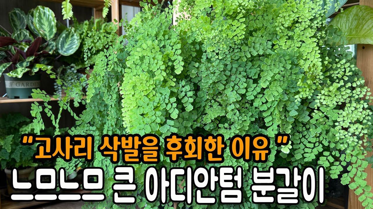 토분 깨버린 아디안텀 분갈이 / 제발 고사리 삭발 하지 말아야 하는 이유 / 반년만에 두배는 커버린 프라그란스 아디안텀 고사리