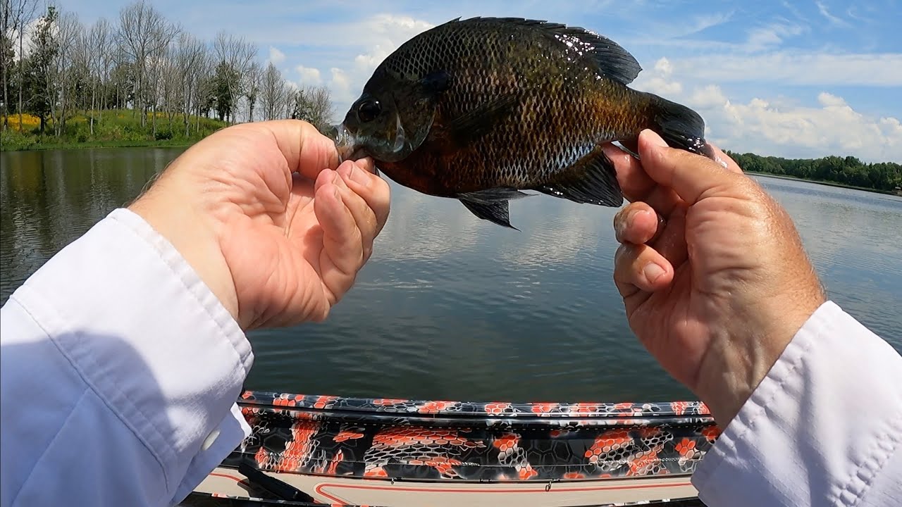 Bluegill Action с Varivas ES2 Lemoni Ester!