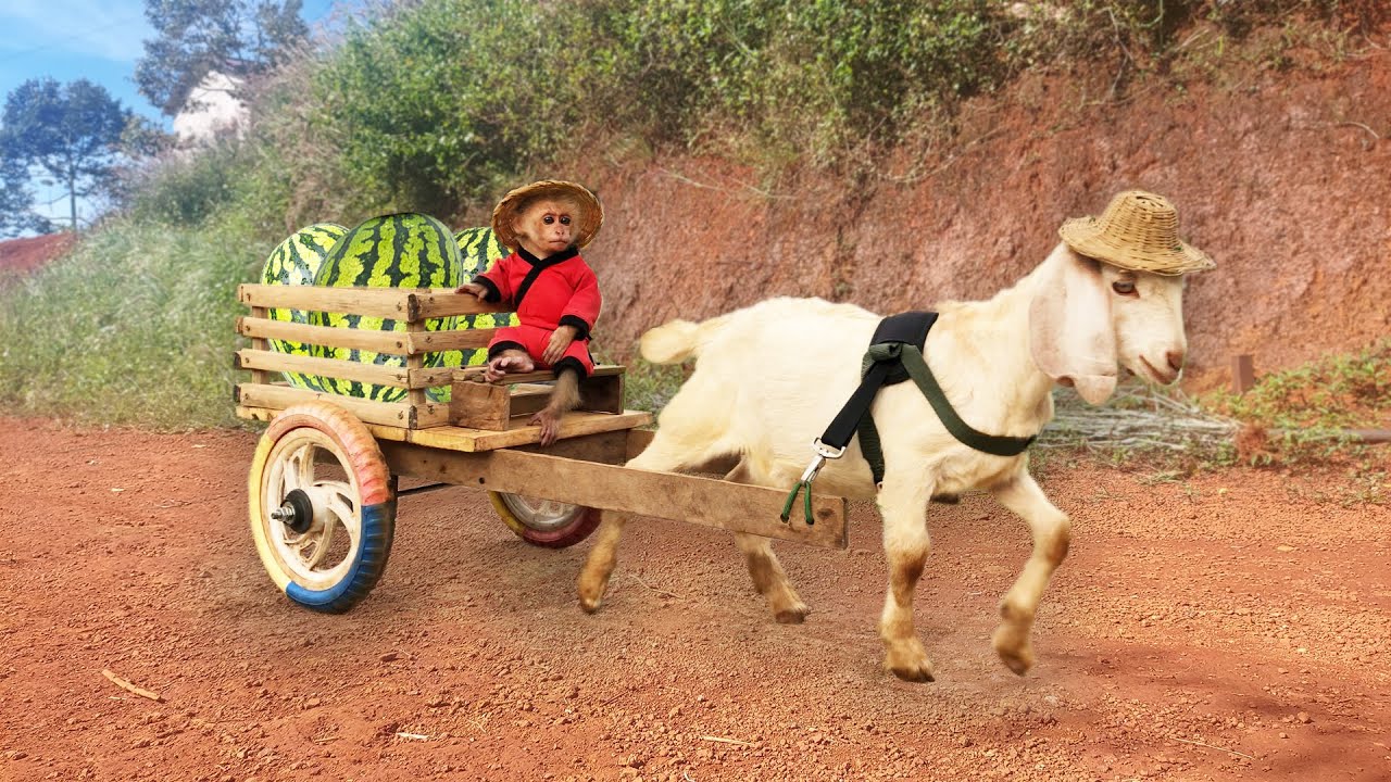 Monkey Bon has been busy harvesting since the goat cart came along
