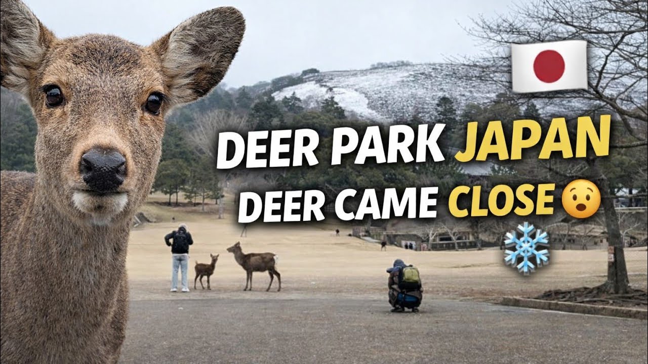 日本 奈良公園 鹿にビスケットを与える🇯🇵🇯🇵🦌🦌鹿 日本 奈良公園