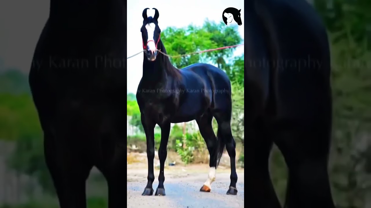 Bharat Ratna 🐎😈 #horse #stallion #marwadi stallion