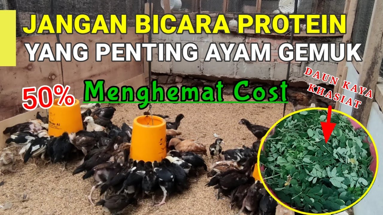 PAKAN MURAH UNTUK AYAM KAMPUNG