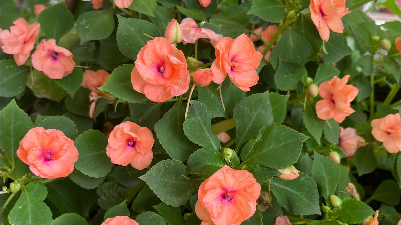 My terrace garden update 🪴🍀🌺