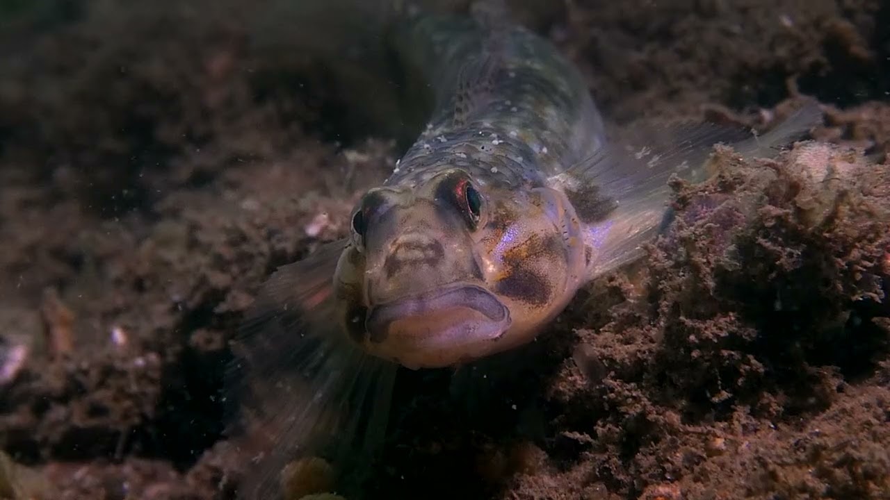 Predator and prey