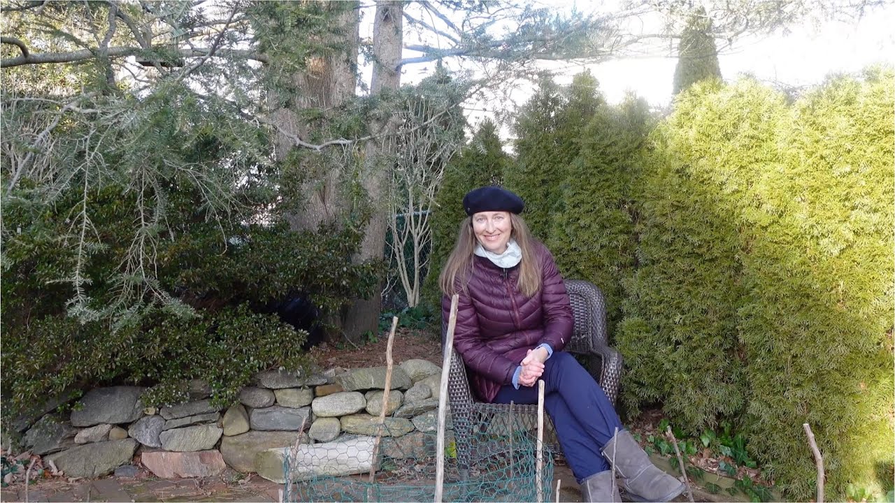 How Wind Can Affect Roses