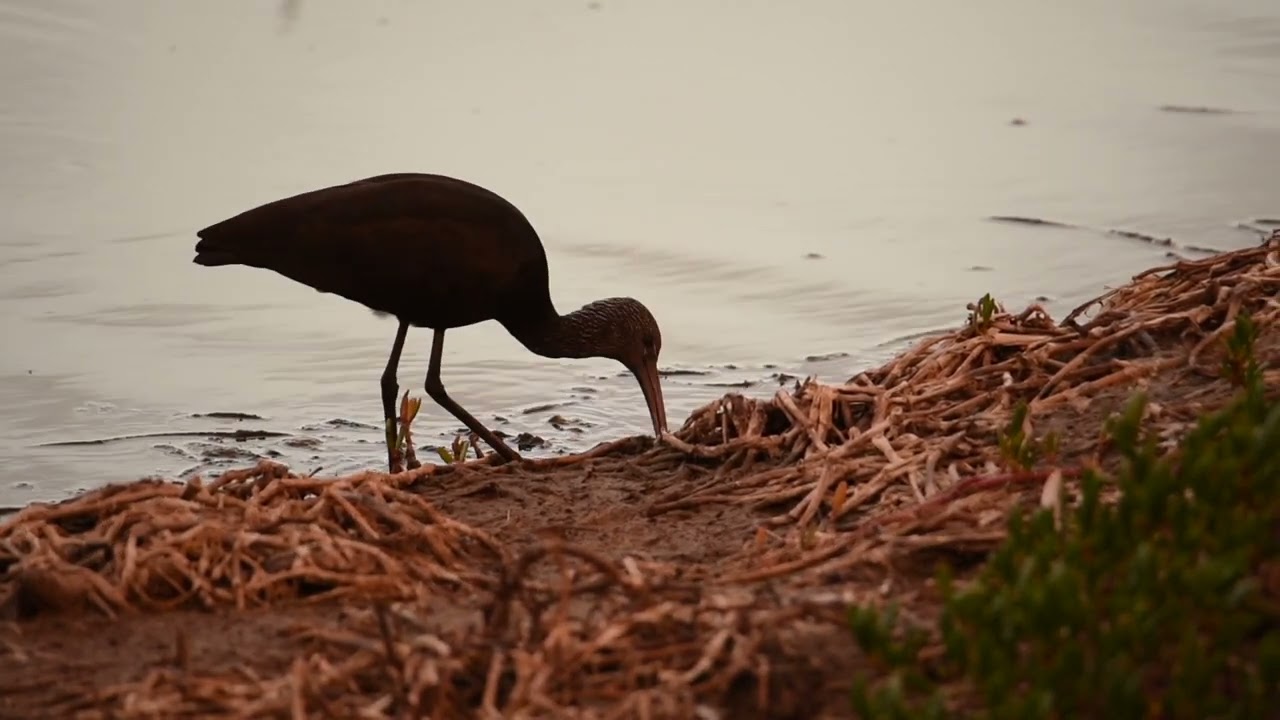 Charca de Maspalomas (RNE Dunas de Maspalomas) | Magazine de Climática 2023