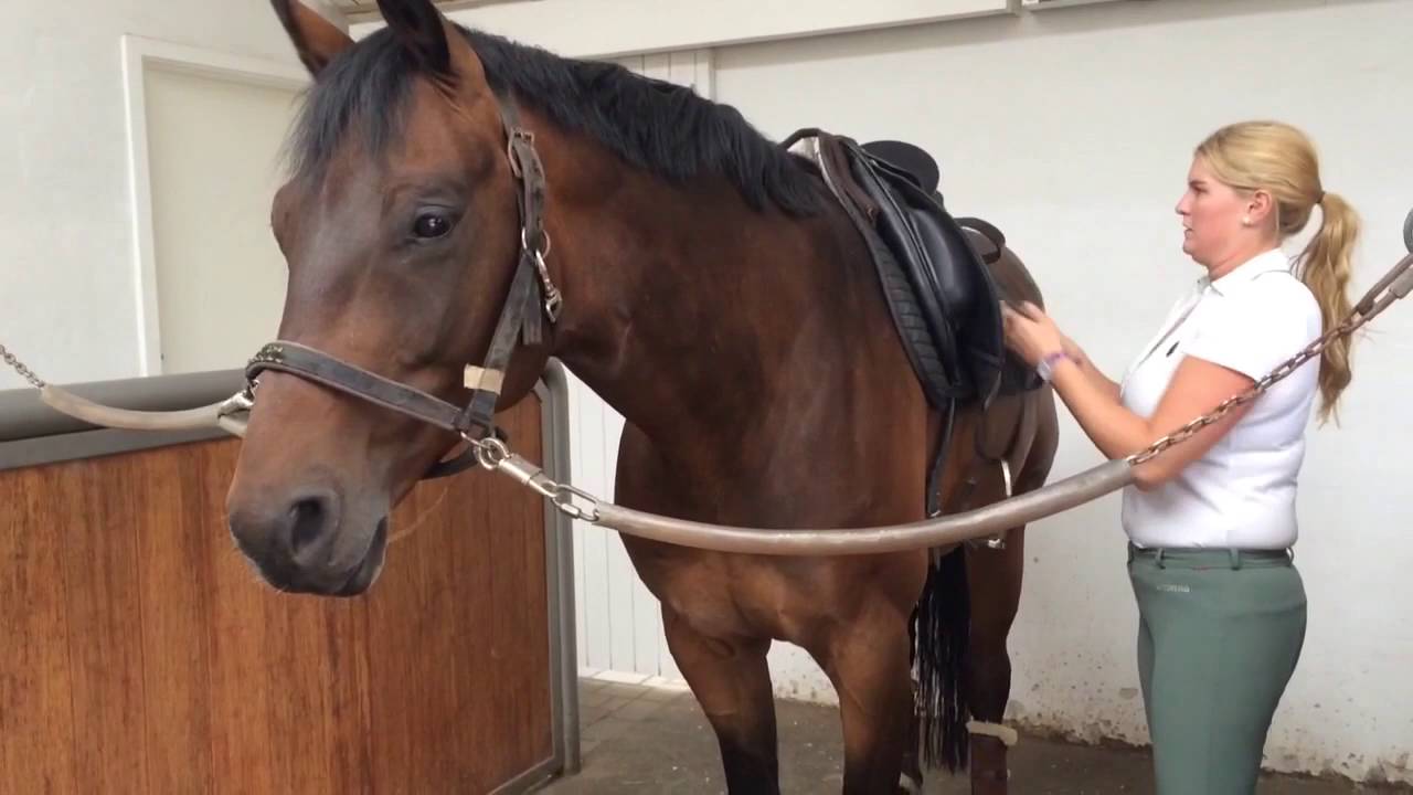 Ditte Young Equicoach (SUBS) Anna Zibrandtsens Spotty, Part 1