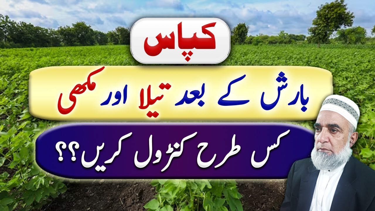 How to control Aphid and White fly from Cotton after rain spell || Crop Reformer
