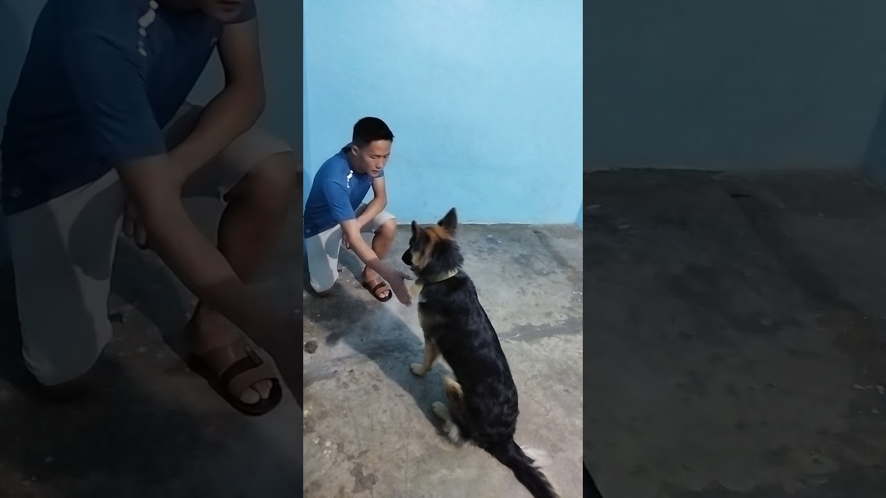K9 Dharan