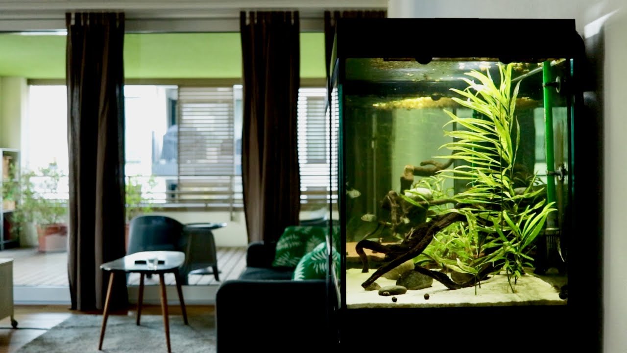New Bronze Corydoras Fish Tank Setup | Juwel Lido 200