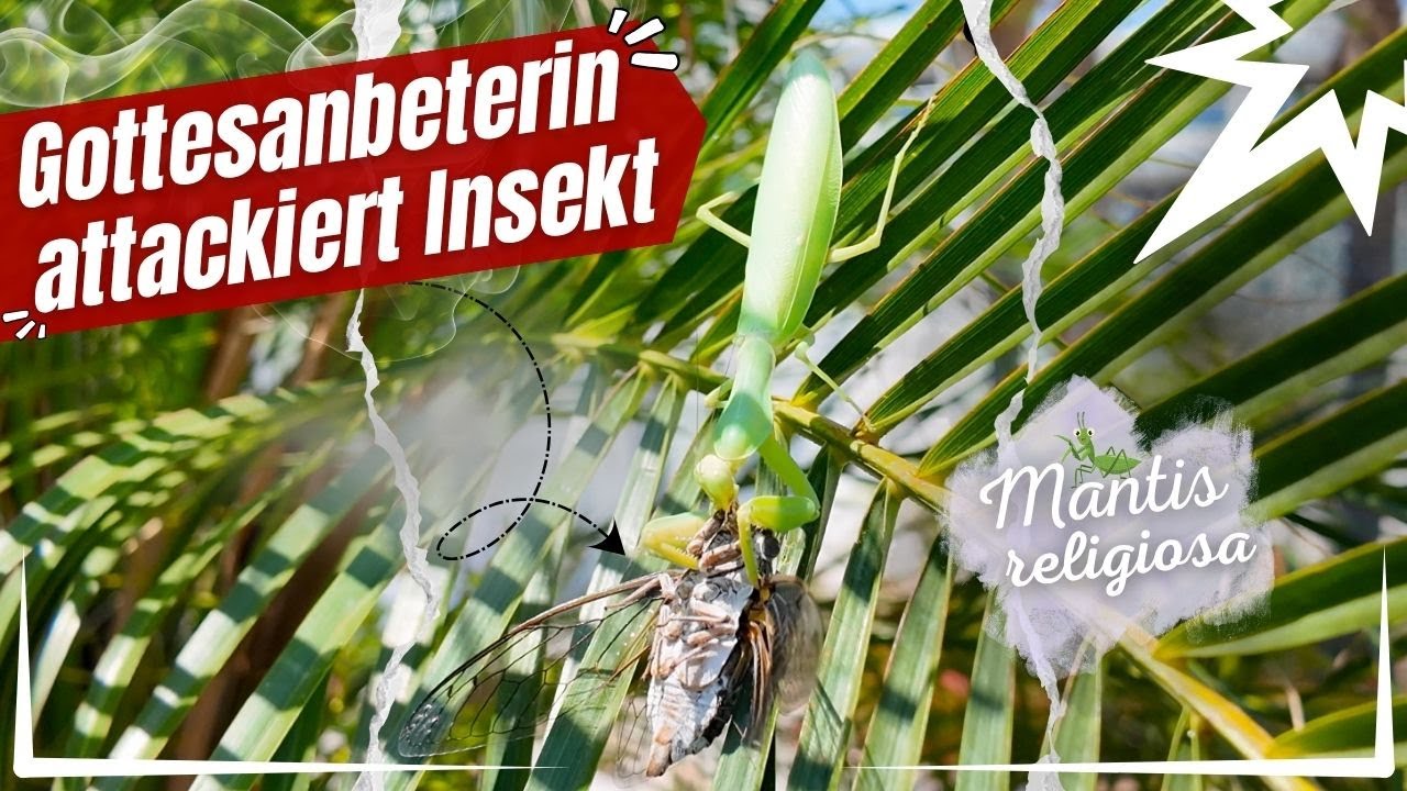 Gottesanbeterin | Mantis religiosa | Attacke | Jagd | Fressen | Insekt | Tiere | Natur | 4K | DJI |