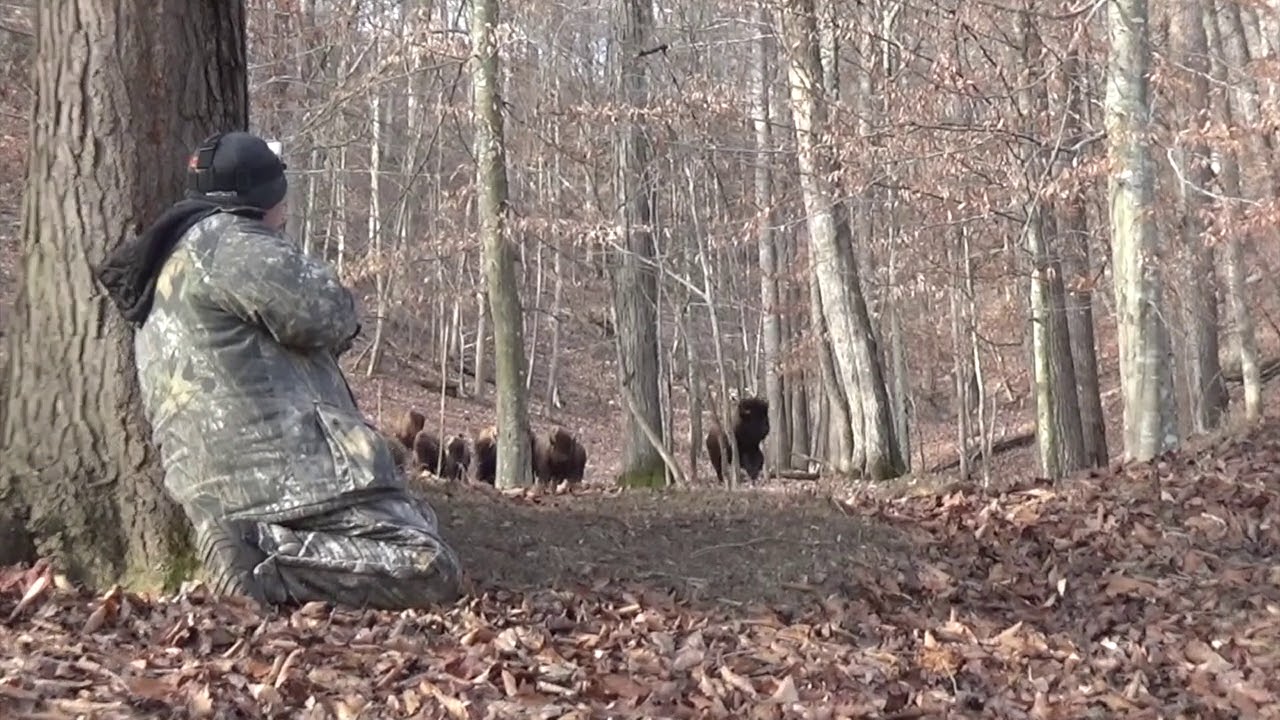 Hunting the great American Buffalo with the Elite Sling Bow