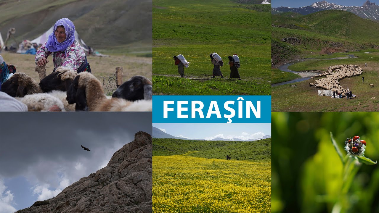 FOTOĞRAF - FERAŞÎN / BOTAN