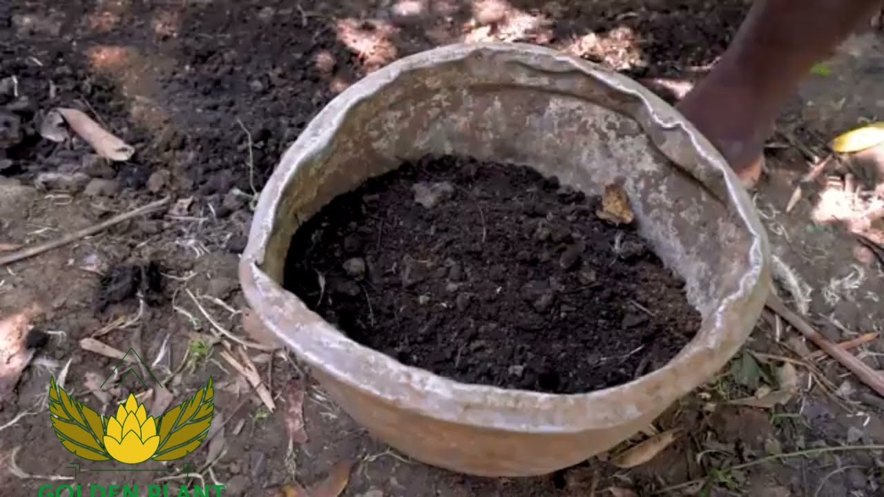 Transformer les déchets de poulets en engrais  سماد عضوي طبيعي
