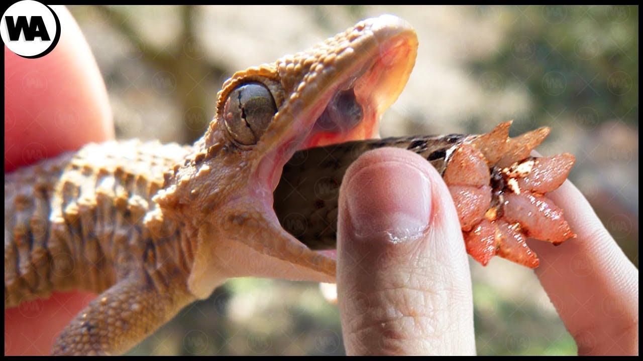 Ne l'Enlevez Jamais de la Bouche d'un Lézard