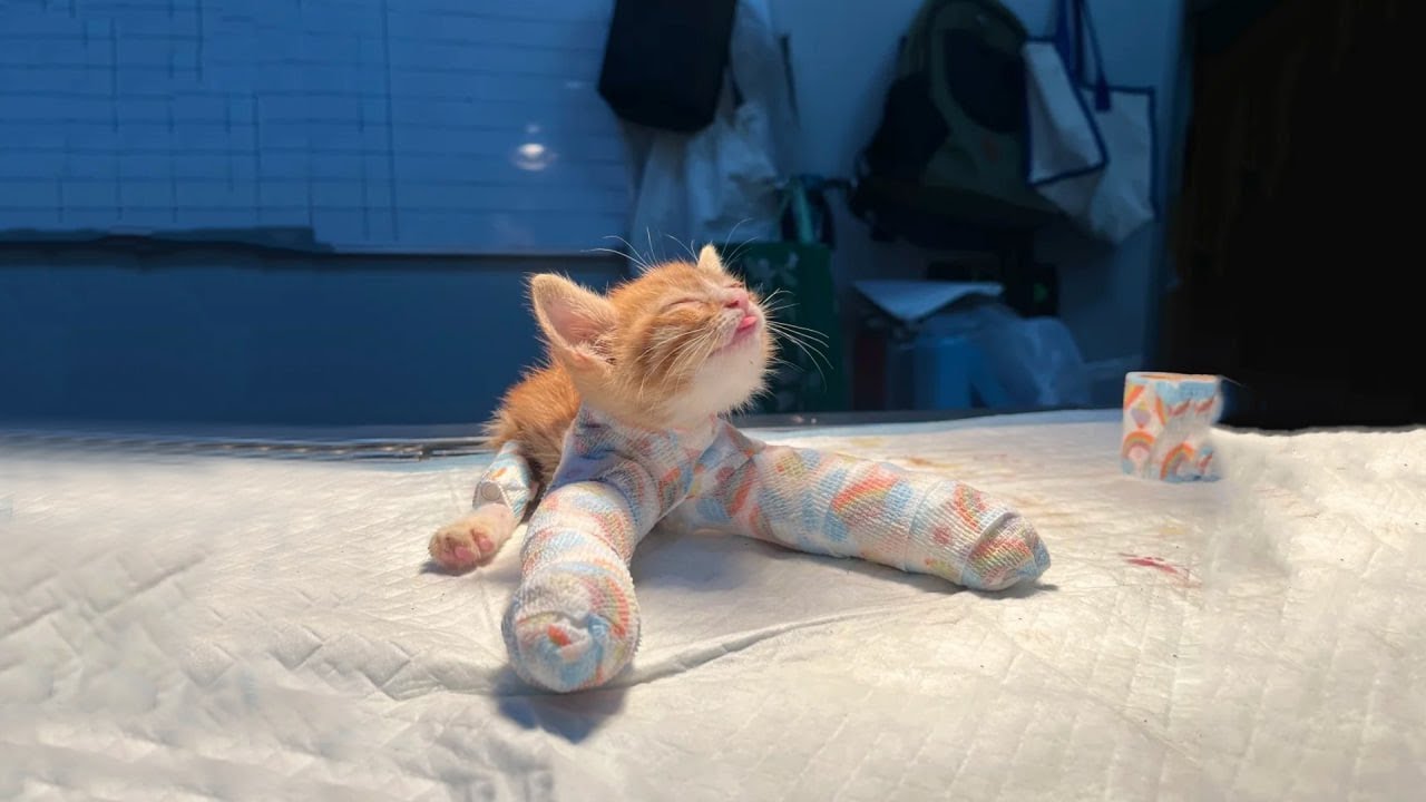 Подборка самых смешных котов 2025 года 🐱 Смеюсь до упаду! #92