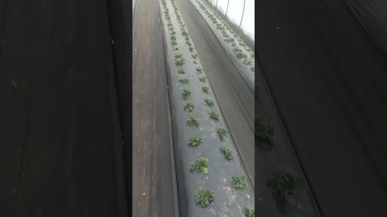 Сезон 2026 клубники 🍓 и все о новых теплицах на 4ряда 🔥