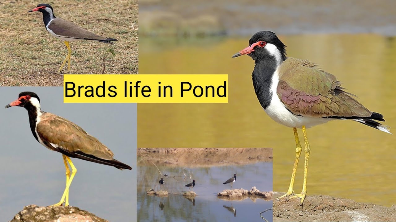 motivational video bards || Red-wattled Lapwings 