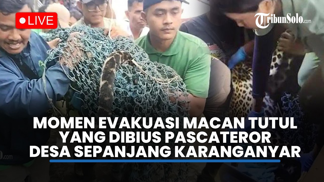 🔴LIVE : Evakuasi Macan Tutul yang Dibius Usai Teror Desa di Karanganyar, Dibawa ke Solo Safari