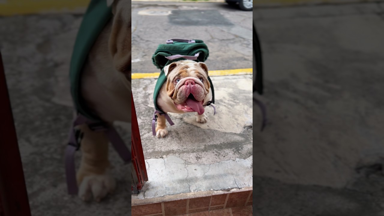 As&iacute; reaccion&oacute; Polar cuando crey&oacute; que no era mi hijo 😢 #polar #perrodexavi #dogdaddy