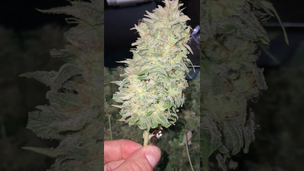 Blueberry auto harvest second plant! one too go!!