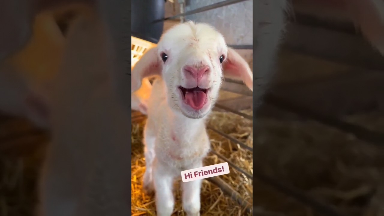sheep sound on 🐏.#sheep,#wildlife ,#sound,#sheepsound,#shorts,#viral,soundon.
