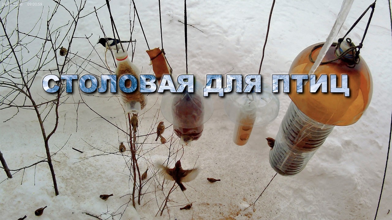 Кормушка для птиц 24 февраля 2026 года (02)