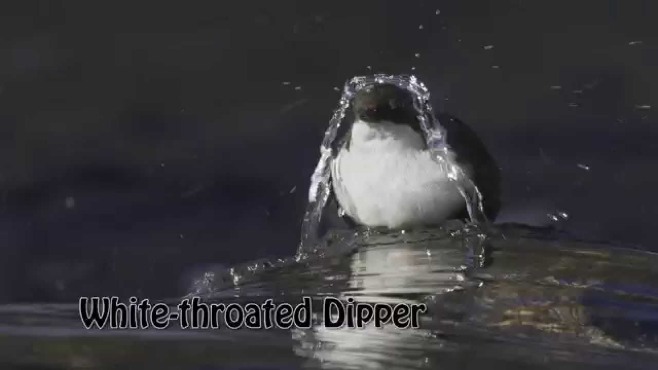 White-throated Dipper Jumps into the Water