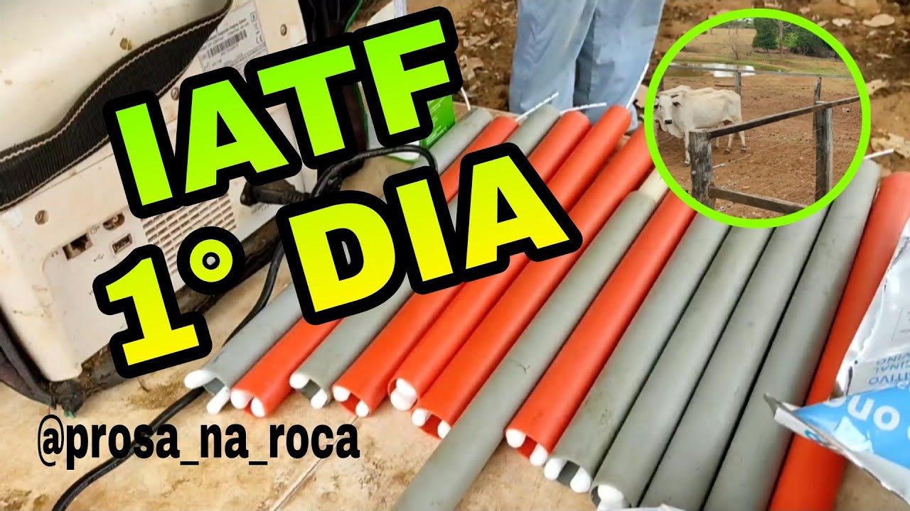 PROTOCOLO DE I.A.T.F EM BOVINOS  DIA 0