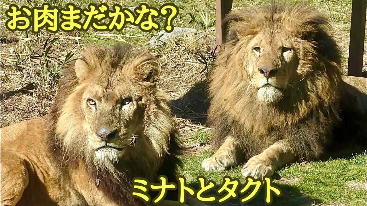 ライオン　ミナトくんとタクトくん　お肉の時間が待ち遠しいようです【伊豆アニマルキングダム】Lion Minato-kun Takuto-kun Izu Animal Kingdom 