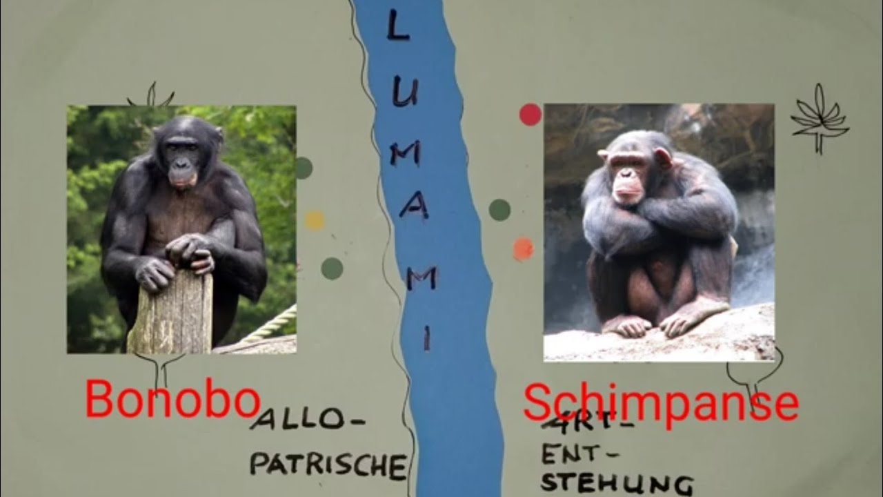 Allopatrische Artentstehung: Aus eins wird zwei – Synthetische Theorie der Evolution #1