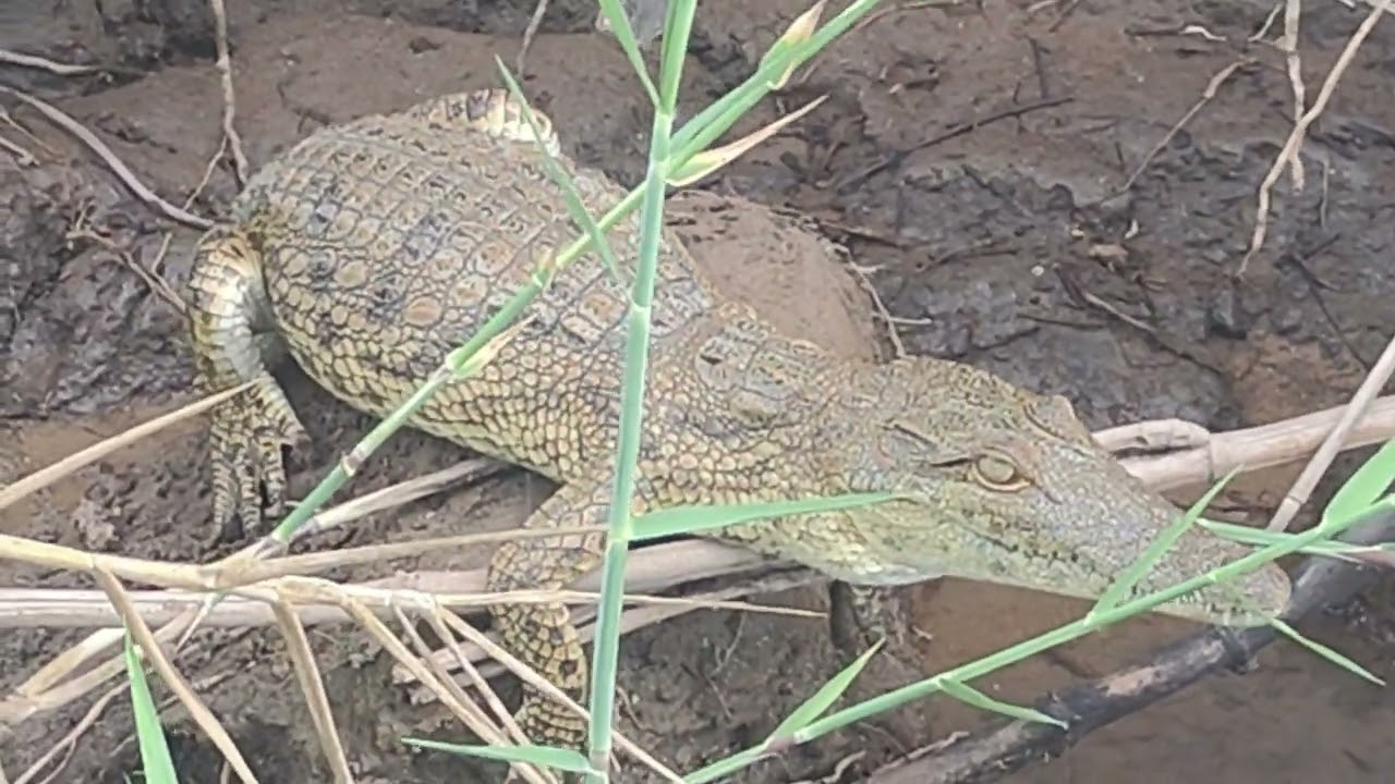 Nyerere National Park - Selous Game Reserve Tanzania