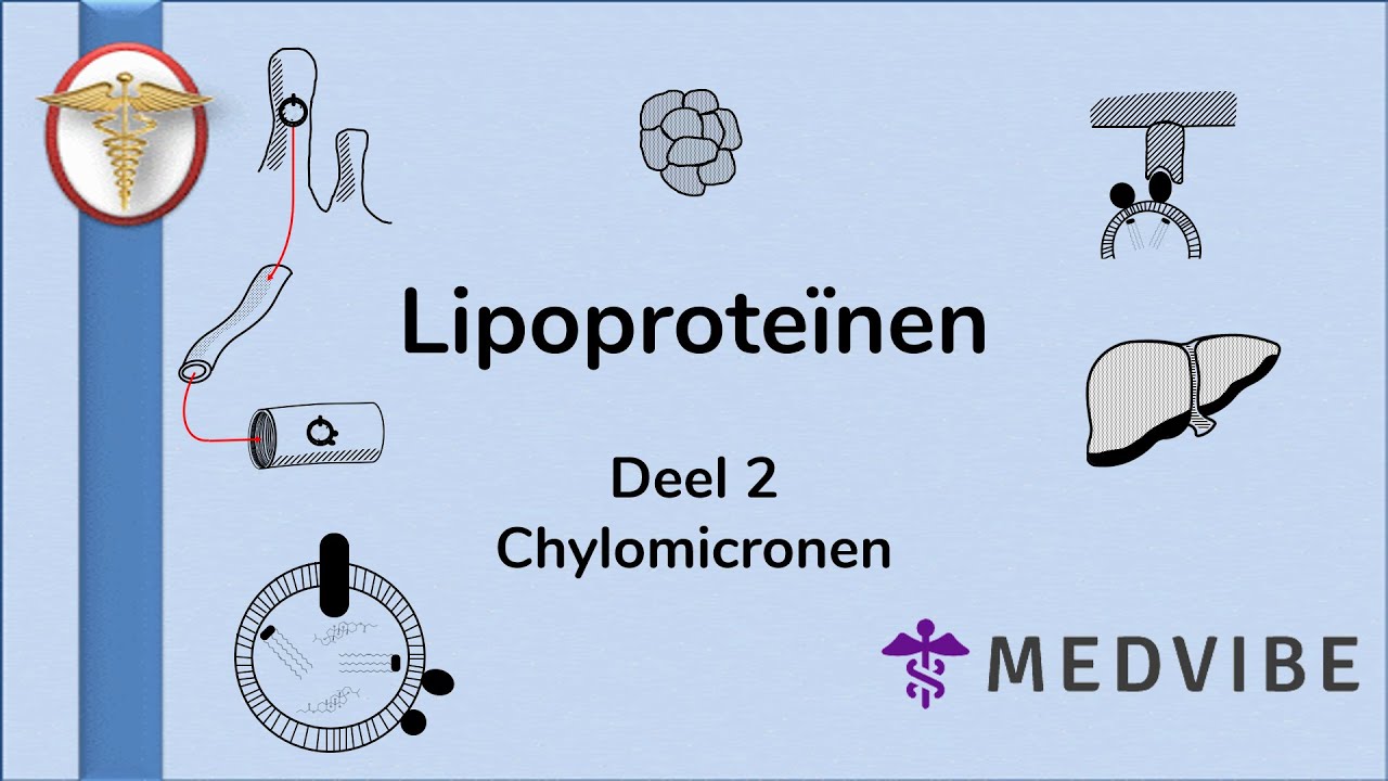 Lipoproteïnen deel 2: Chylomicronen