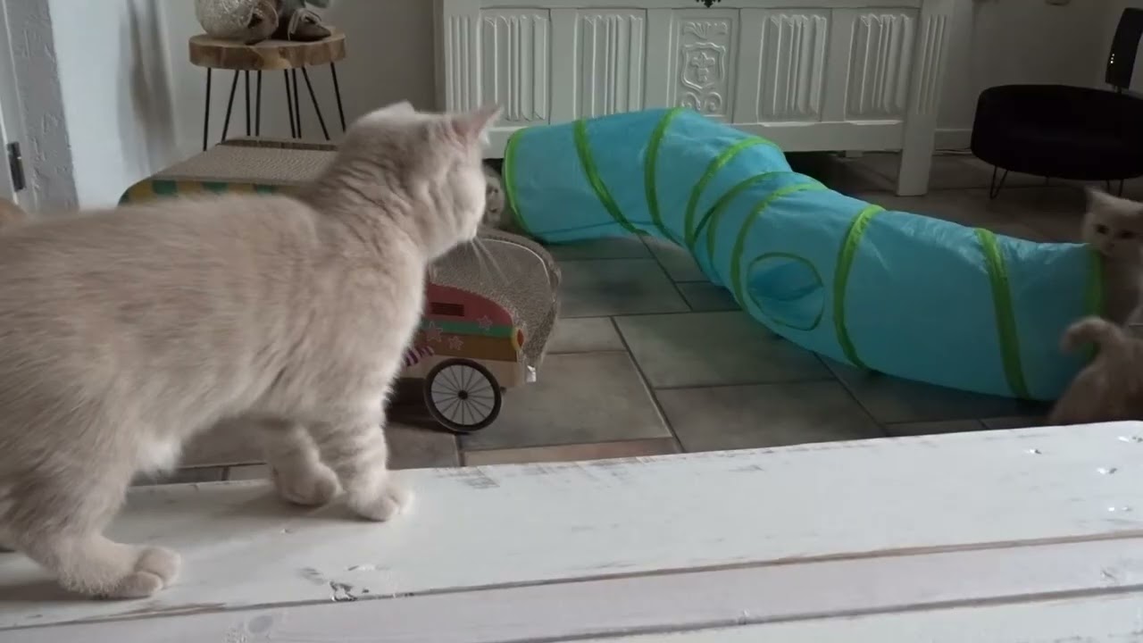 Kittens Jubelientje en Curt 10 weken oud