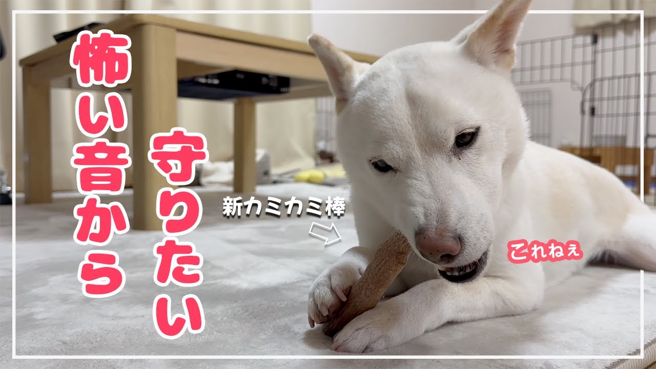 怖い音を忘れてほしくて選んだ新カミカミ棒の反応！