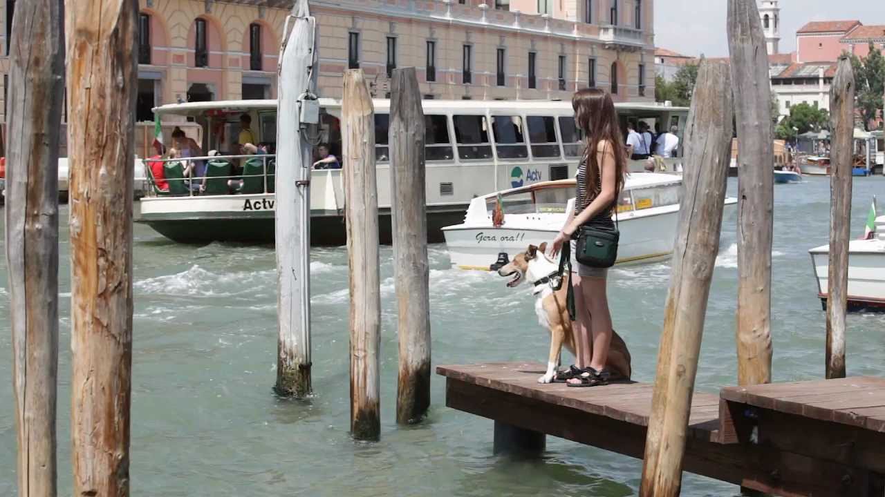 Venezia (Venice) with dogs