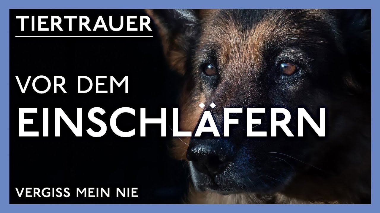 Was passiert wenn ein Tier eingeschläfert wird?